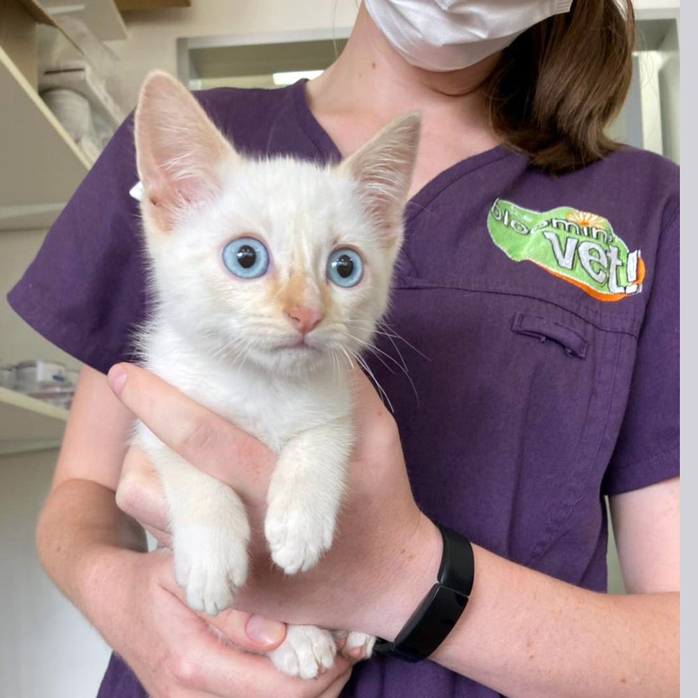 Glenn Principal Veterinarian